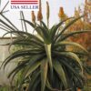 Aloe africana - African Aloe - Image 5