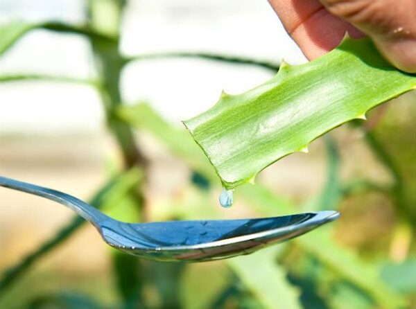 Aloe arborescens - Krantz Aloe - Image 2