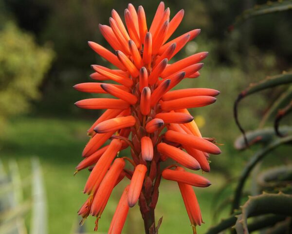 Aloe arborescens - Krantz Aloe - Image 4