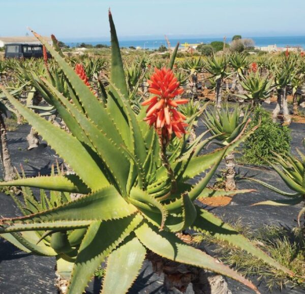 Aloe arborescens - Krantz Aloe - Image 5