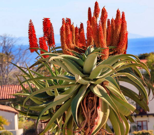 Aloe barberae - Aloe tree, giant baby of africa