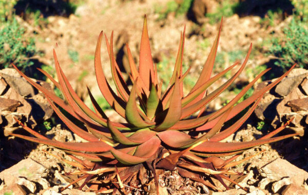 Aloe gariepensis - Gariep River Aloe