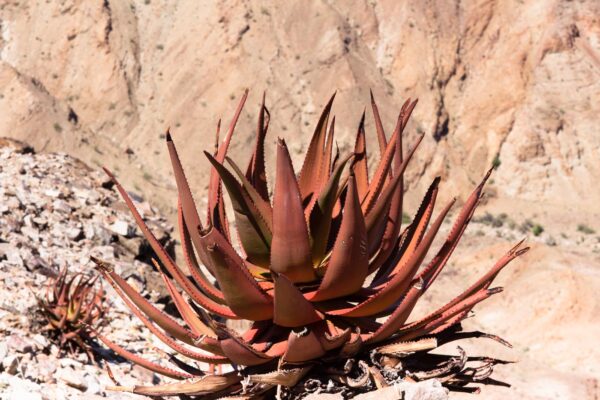 Aloe gariepensis - Gariep River Aloe - Image 2