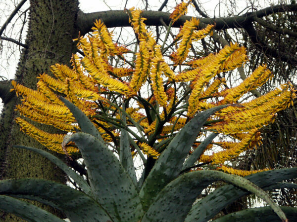 Aloe marlothii subsp. marlothii - Aloe spectabilis mountain