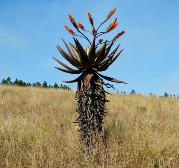 Aloe marlothii subsp. marlothii - Aloe spectabilis mountain - Image 4