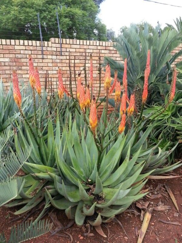 Aloe reitzii - Reitz Aloe - Image 3