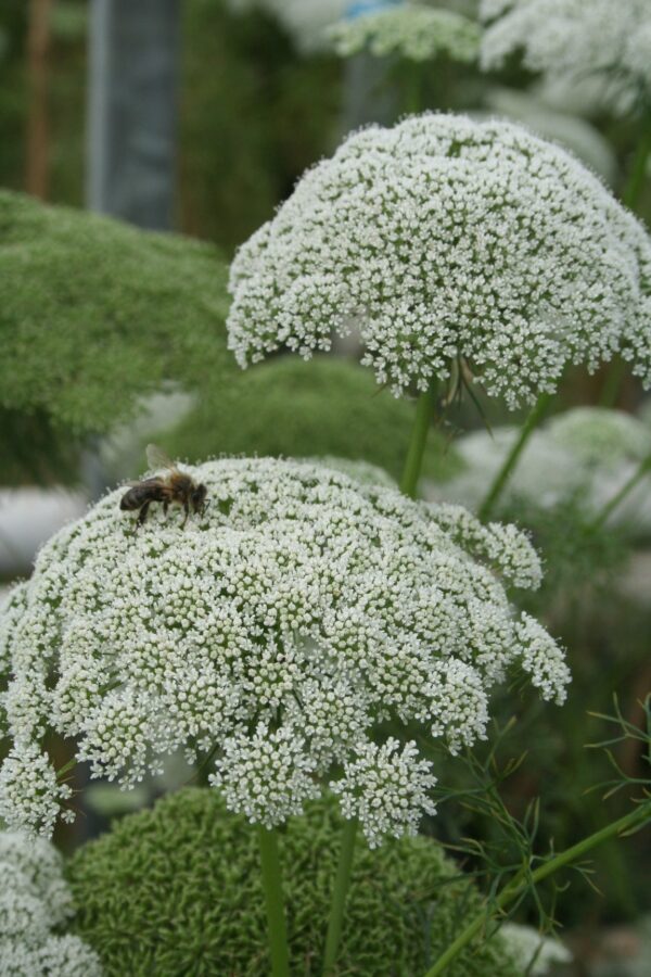 Ammi majus - Bishop Flower, Laceflower - Image 3