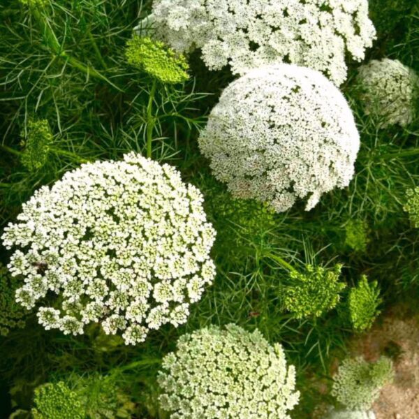 Ammi majus - Bishop Flower, Laceflower - Image 6