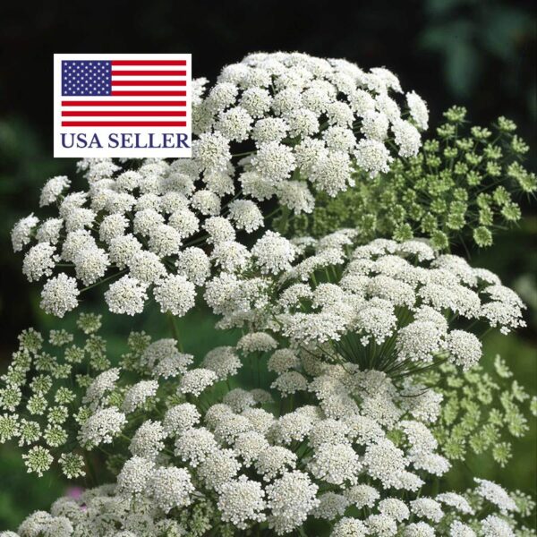 Ammi majus - Bishop Flower, Laceflower - Image 8
