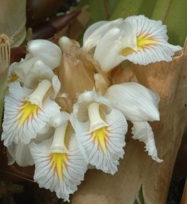 Amomum maximum - Javan Cardamom - Image 3