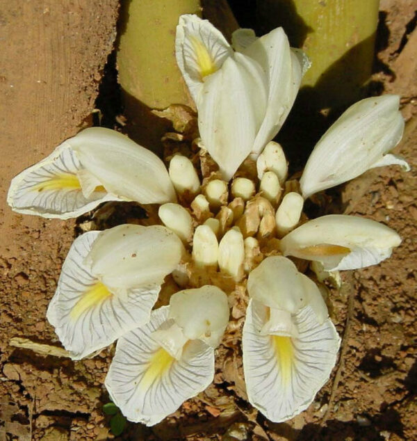 Amomum maximum - Javan Cardamom - Image 5