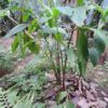 Amomum subulatum - Black Cardamom, Nepal Cardamom - Image 5