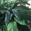 Amomum subulatum - Black Cardamom, Nepal Cardamom - Image 6