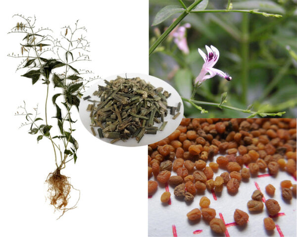 Andrographis paniculata / Justicia latebrosa / Justicia paniculata / Justicia stricta - Indian Echinacea, Bhunimba, Bidara, Carmantina, Chiretta, Chuan xin lian, Creat, Indian Echinacea, Kalmegh, Kariyat, King of Bitters, Kirata, Nain Chanvandi, Takila, Vizra Ufar