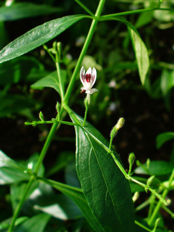 Andrographis paniculata / Justicia latebrosa / Justicia paniculata / Justicia stricta - Indian Echinacea, Bhunimba, Bidara, Carmantina, Chiretta, Chuan xin lian, Creat, Indian Echinacea, Kalmegh, Kariyat, King of Bitters, Kirata, Nain Chanvandi, Takila, Vizra Ufar - Image 3