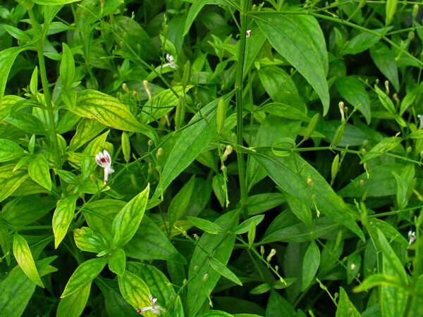 Andrographis paniculata / Justicia latebrosa / Justicia paniculata / Justicia stricta - Indian Echinacea, Bhunimba, Bidara, Carmantina, Chiretta, Chuan xin lian, Creat, Indian Echinacea, Kalmegh, Kariyat, King of Bitters, Kirata, Nain Chanvandi, Takila, Vizra Ufar - Image 5