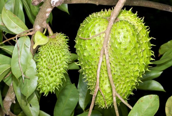 Annona muricata - Soursop, Graviola, Guyabano, Guanabana, Prickly Custard Apple, Durian Belanda, D - Image 2