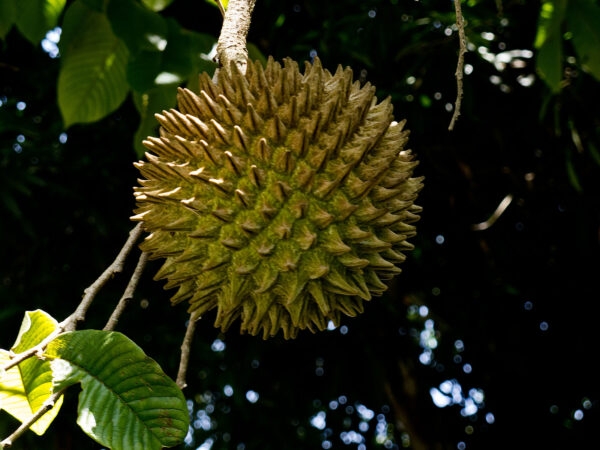 Annona purpurea - Soncoya, Yellow Ilama, chinkuya