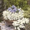 Arabis alpina caucasica Compacta Snowfix - Caucasus rock cress - Image 3
