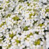 Arabis alpina caucasica Compacta Snowfix - Caucasus rock cress - Image 5