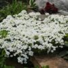 Arabis alpina caucasica Compacta Snowfix - Caucasus rock cress - Image 6