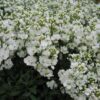Arabis alpina caucasica Compacta Snowfix - Caucasus rock cress - Image 7