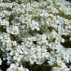 Arabis alpina caucasica Compacta Snowfix - Caucasus rock cress - Image 8