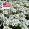 Arabis alpina caucasica Compacta Snowfix - Caucasus rock cress - Image 9