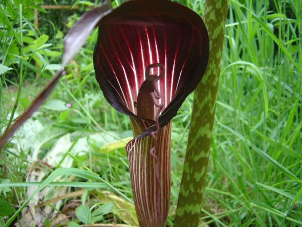 Arisaema speciosum - Double-Whip Cobra Lily - Image 4