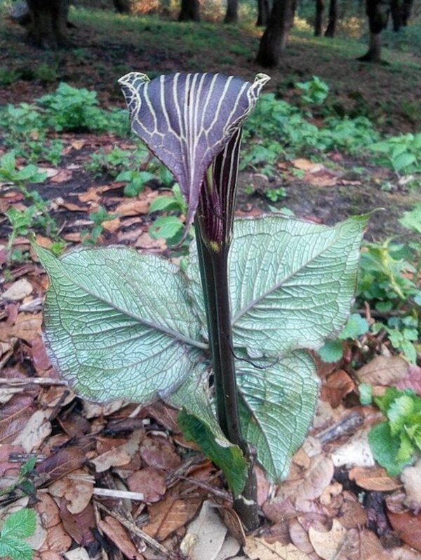 Arisaema speciosum - Double-Whip Cobra Lily - Image 5