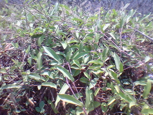 Aristolochia indica - Indian Birthwort, Duck Flower - Image 2