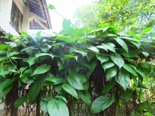 Aristolochia tagala - Indian Birthwort, Dutchman's Pipe - Image 6