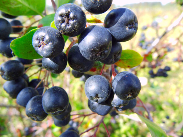 Aronia melanocarpa / Photinia melanocarpa - Aronia Berry, Black Chokeberry - Image 14