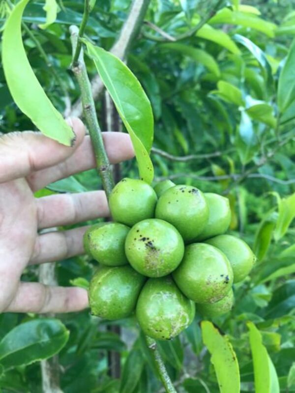Artabotrys hexapetalus - Climbing Ylang-Ylang, Manoranjini, Ylang Ylang Vine, Tail Grape, Climbing Ilang- - Image 5
