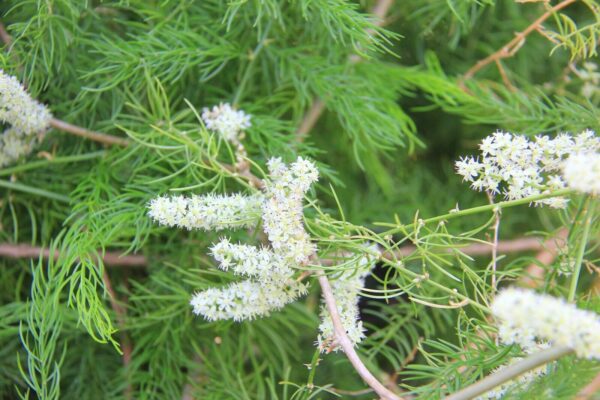 Asparagus racemosus - Satavar