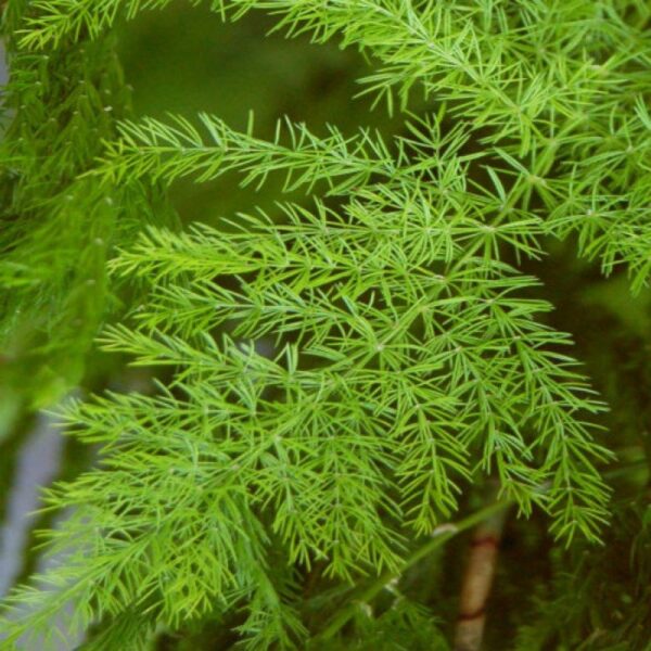 Asparagus racemosus - Satavar - Image 2