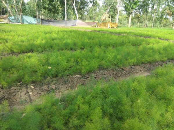 Asparagus racemosus - Satavar - Image 3