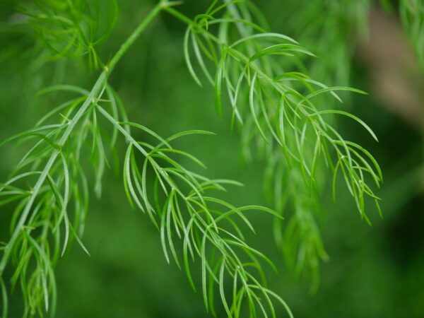 Asparagus racemosus - Satavar - Image 4