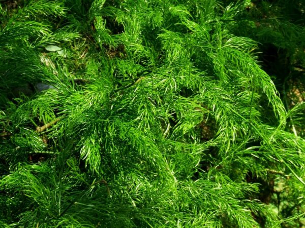 Asparagus racemosus - Satavar - Image 5