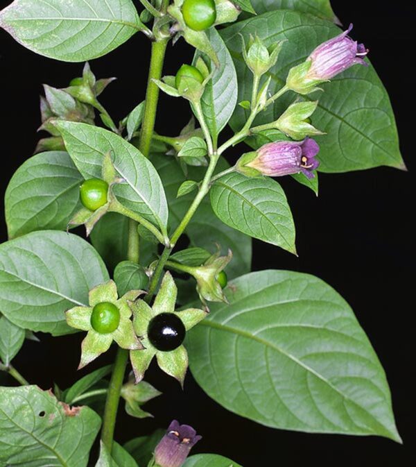 Atropa belladonna - Deadly Nightshade, Atropa Belladonna - Image 5