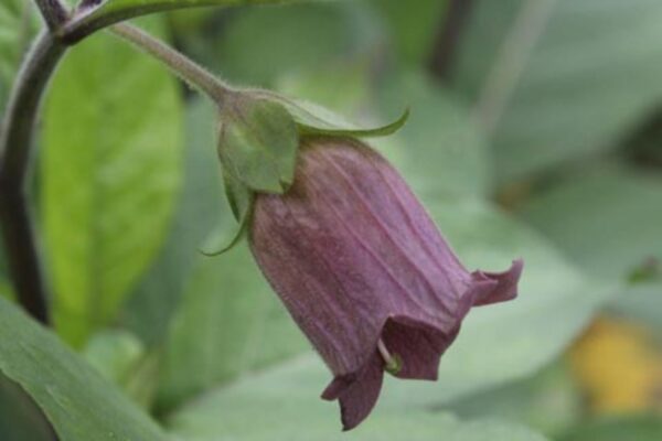 Atropa belladonna - Deadly Nightshade, Atropa Belladonna - Image 7