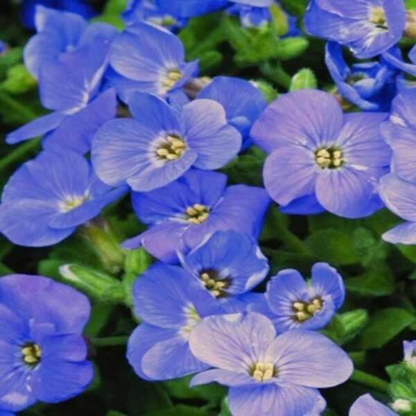 Aubrieta deltoidea 'Blue Cascade' - Rock Cress Cascading Blue - Image 2