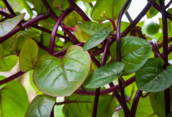 Basella alba var. rubra - Red Ceylon Spinach, Red-stemmed Malabar Spinach, Red Indian Spinach - Image 12