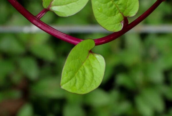 Basella alba var. rubra - Red Ceylon Spinach, Red-stemmed Malabar Spinach, Red Indian Spinach - Image 14