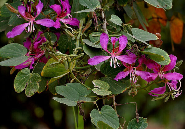 Bauhinia purpurea - Purple Orchid Tree - Image 5