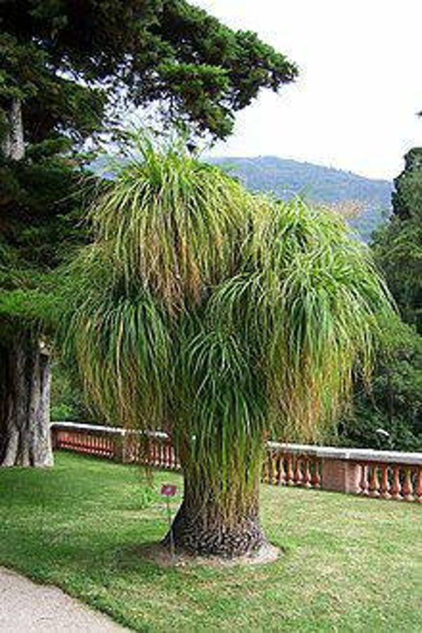 Beaucarnea guatemalensis - Red Ponytail, Guatemala Ponytail - Image 8
