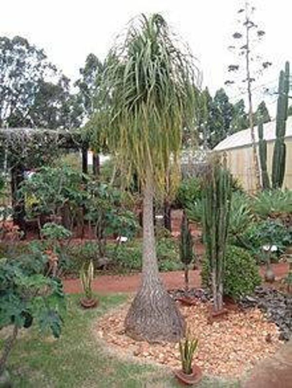 Beaucarnea guatemalensis - Red Ponytail, Guatemala Ponytail - Image 9