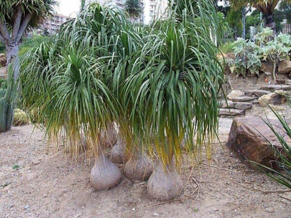 Beaucarnea guatemalensis - Red Ponytail, Guatemala Ponytail - Image 11