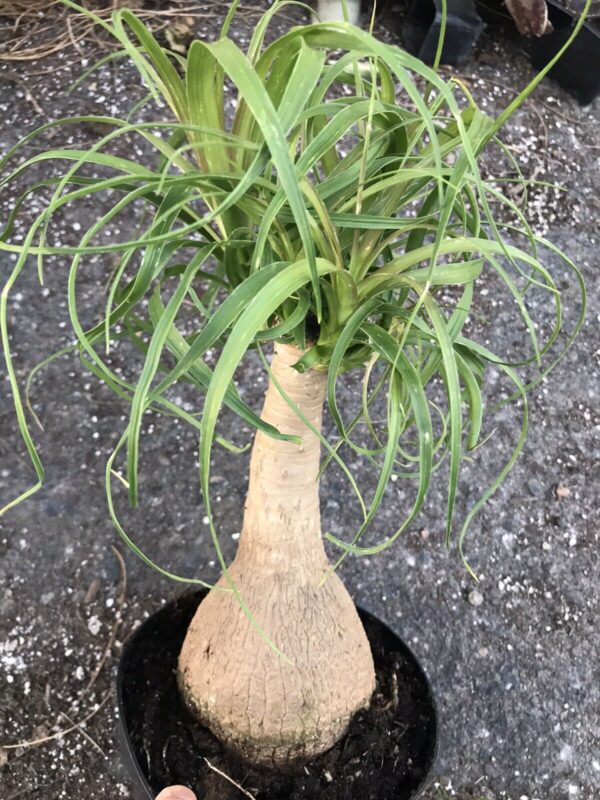 Beaucarnea guatemalensis - Red Ponytail, Guatemala Ponytail - Image 12