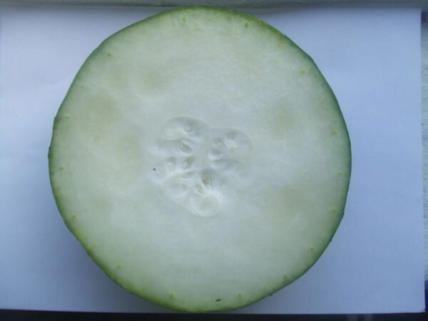 Benincasa hispida - Winter Melon, Wax Gourd, Ash Pumpkin - Image 6